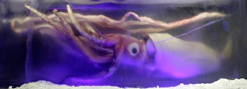 giant_squid_melb_aquarium03