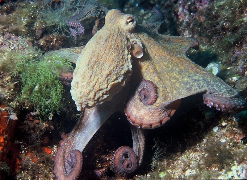 800px-octopus_vulgaris_2 (Albert Kok von Wikipedia)