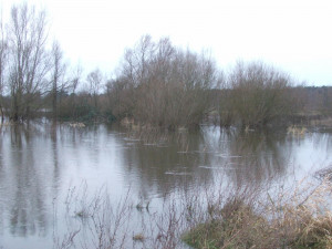 Hochwasser Aller bei Celle 2018